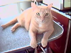 A pic o' my cat