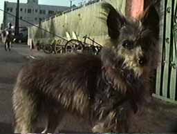 Webster
